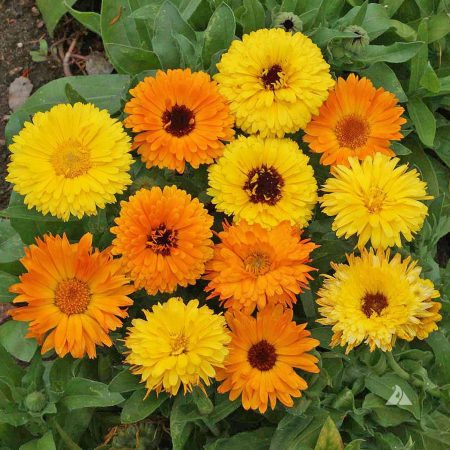 Pot Marigold