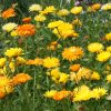 Pot Marigold