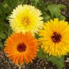 Pot Marigold