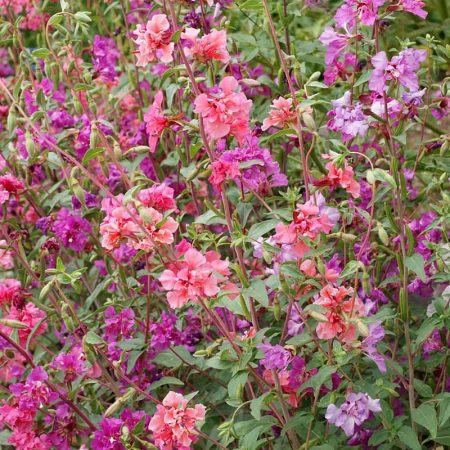 Mountain Garland