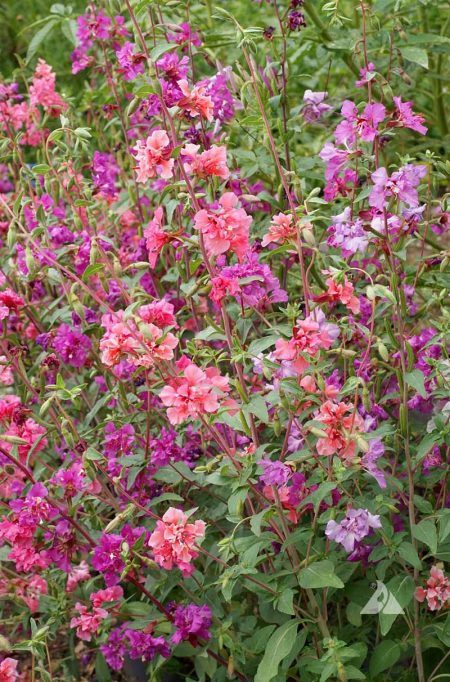 Mountain Garland