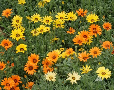 African Daisy, Flake