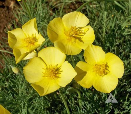 California Poppy, Dwarf