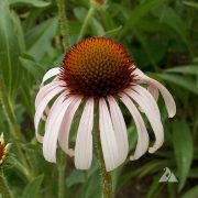 Three Narrow-Leaf Coneflower (Echinacea angustifolia) in bloom