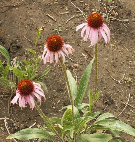 Coneflower, Narrow-Leaf