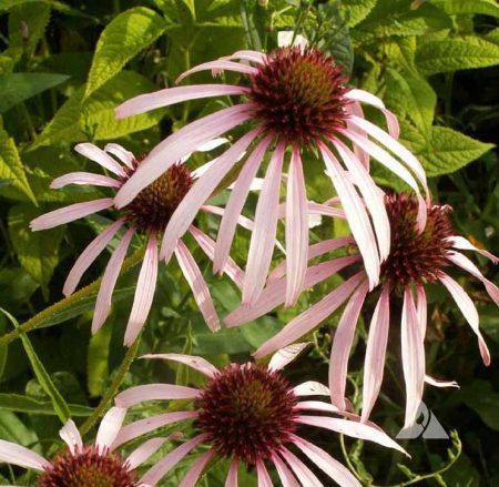 Coneflower, Pale Purple