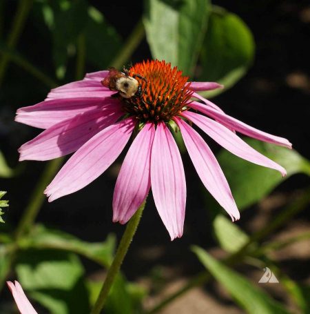 Echinacea purpurea