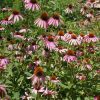 Echinacea purpurea