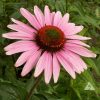 Echinacea purpurea