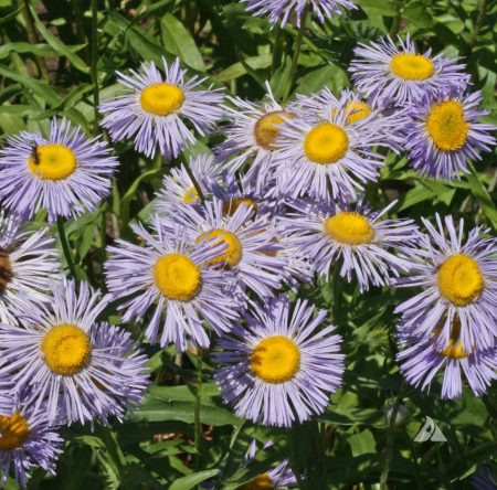 Daisy, Fleabane