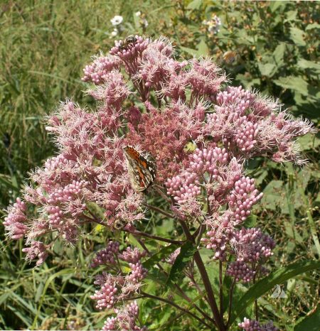 Spotted Joe Pyeweed (Eutrochium maculatum)