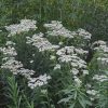 Common Boneset