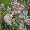 Sticky Purple Geranium