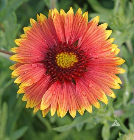 Indian Blanket