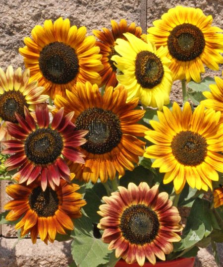 ‘Autumn Beauty’ Sunflower