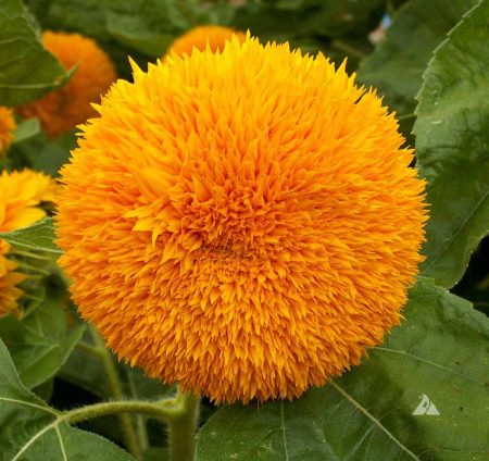 ‘Dwarf Sungold’ Sunflower