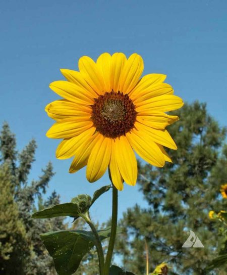 Sunflower, Wild