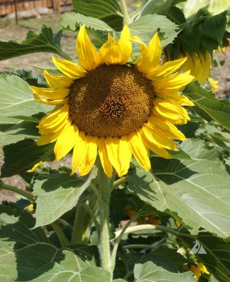 ‘Sunspot’ Sunflower