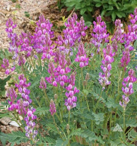 Utah Sweetvetch