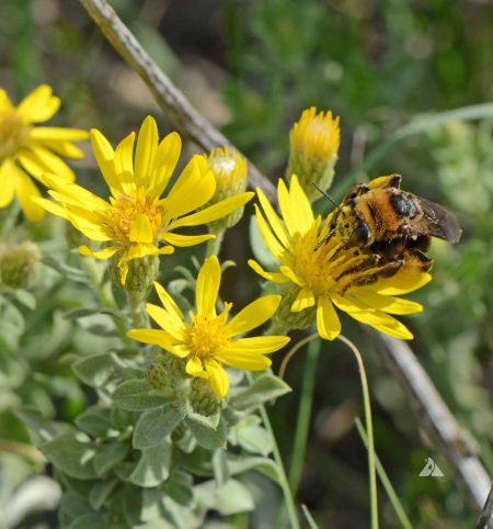 Aster, Golden