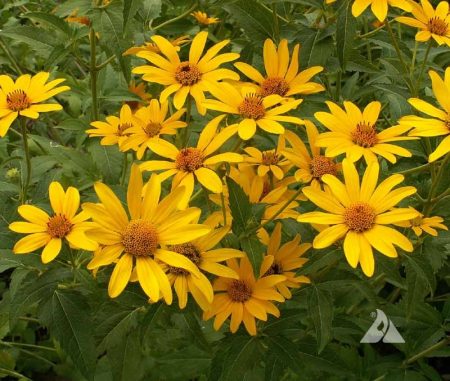 Sunflower, Ox-Eye