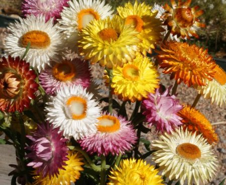 HMOD Dwarf Strawflower