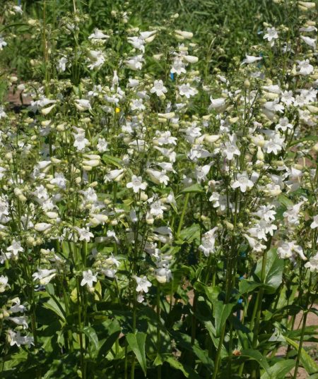 Penstemon, Smooth