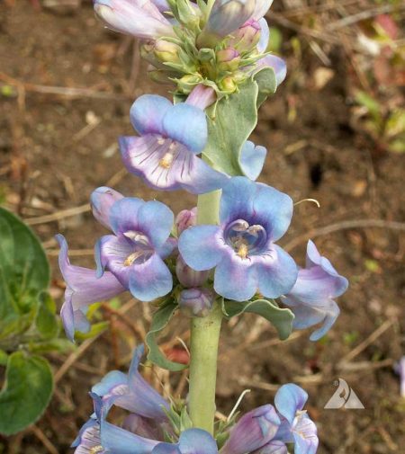 Beardtongue, Narrow-Leaved