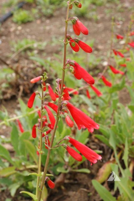 Penstemon eatonii