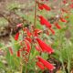 Penstemon eatonii