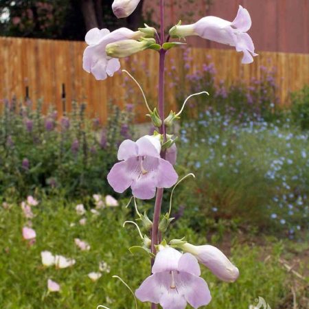 Penstemon grandiflorus