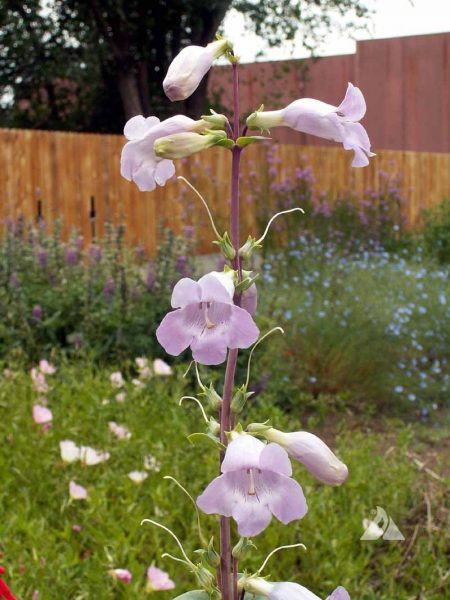 Penstemon grandiflorus