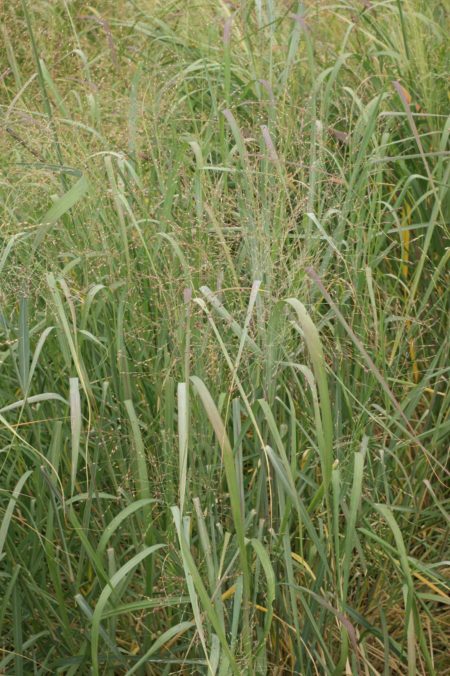 Switchgrass Cave In Rock PVCR-1102