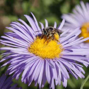 Bee Pollination