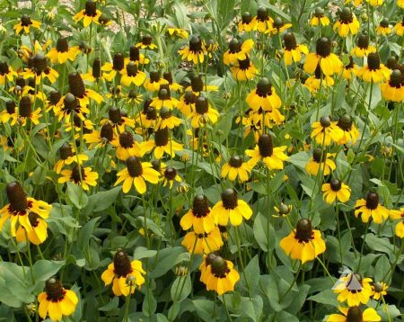 Coneflower, Clasping