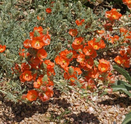 Globemallow, Scarlet