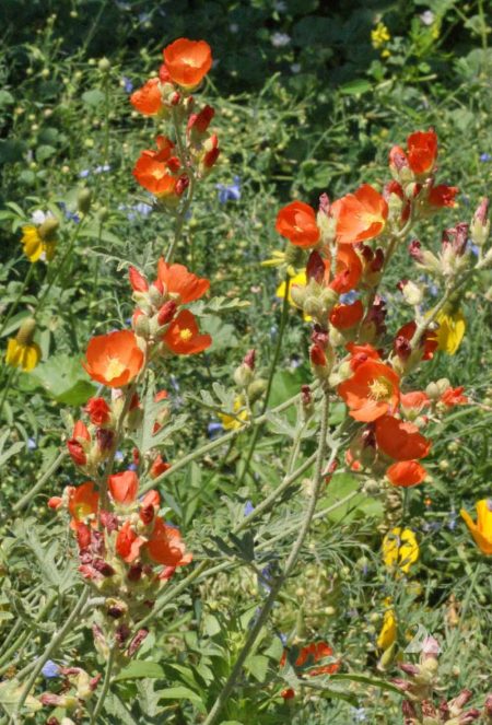 Globemallow, Munro's