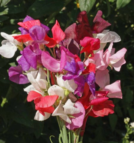 Sweet Pea Royal Family