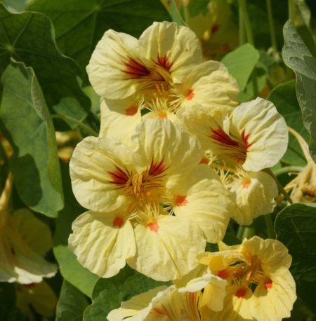 TMPM Nasturtium Peach Melba