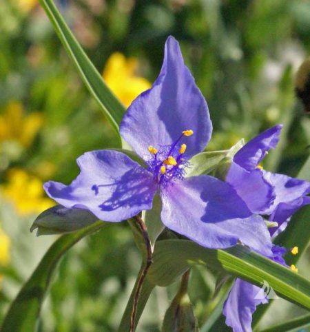 Spiderwort, Prairie