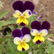Viola Cornuta blooms