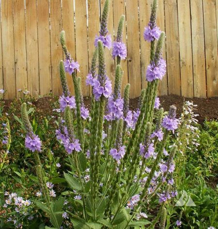 Vervain, Hoary