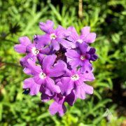 Purple Moss Verbena (Verbena tenuisecta) with violet flower clusters.