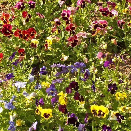 Pansy "Swiss Giant" flower seed mix