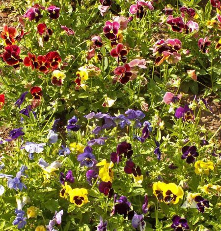 Pansy "Swiss Giant" flower seed mix