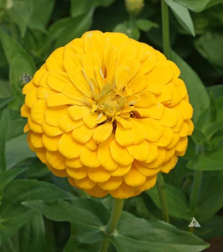 Zinnia ‘Canary Bird’