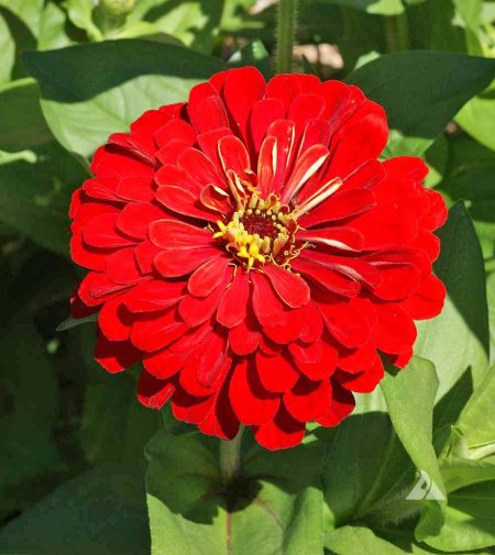 Zinnia ‘Cherry Queen’