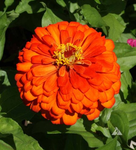 Zinnia ‘Orange King’