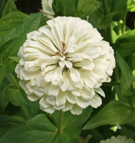 Zinnia ‘Polar Bear’