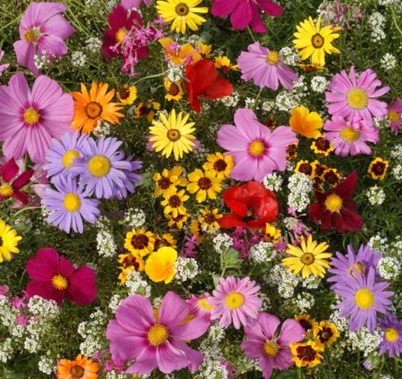 Annuals for Sun Seed Mix